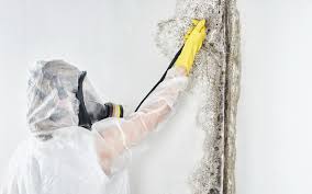 Biohazard Mold Removal in Stanford, KY